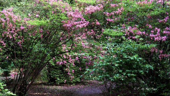 Bois des Moutiers (33) Juin 2012